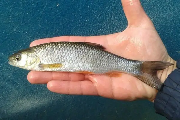 Chub - dcfreshwaterfish.co.uk