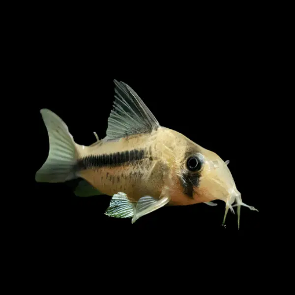 Axadora Fish Axelrods Corydoras Catfish Corydoras Axelrodi 3cm - dcfreshwaterfish.co.uk