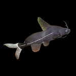 Black Lancer Catfish Bagrichthys Macracanthus 5cm - dcfreshwaterfish.co.uk