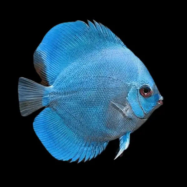 Blue Diamond Discus - dcfreshwaterfish.co.uk
