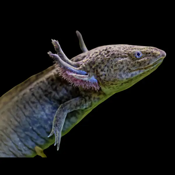 Axolotl - dcfreshwaterfish.co.uk