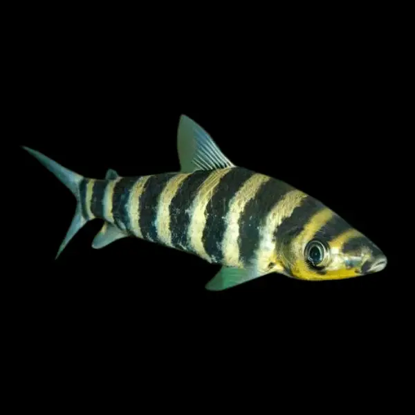 Eight Spotted Head stander Leporinus Octomaculatus 8cm ...