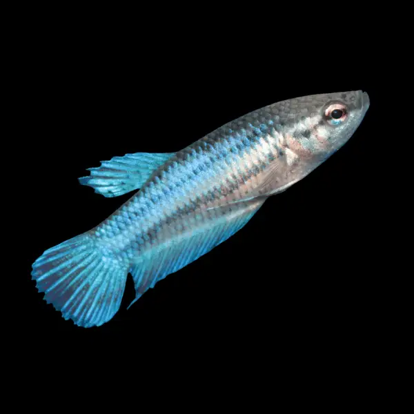 Female Betta Standard - dcfreshwaterfish.co.uk
