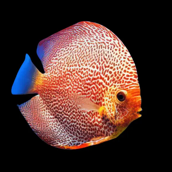Deep Red Leopard Red Leopard Discus - dcfreshwaterfish.co.uk