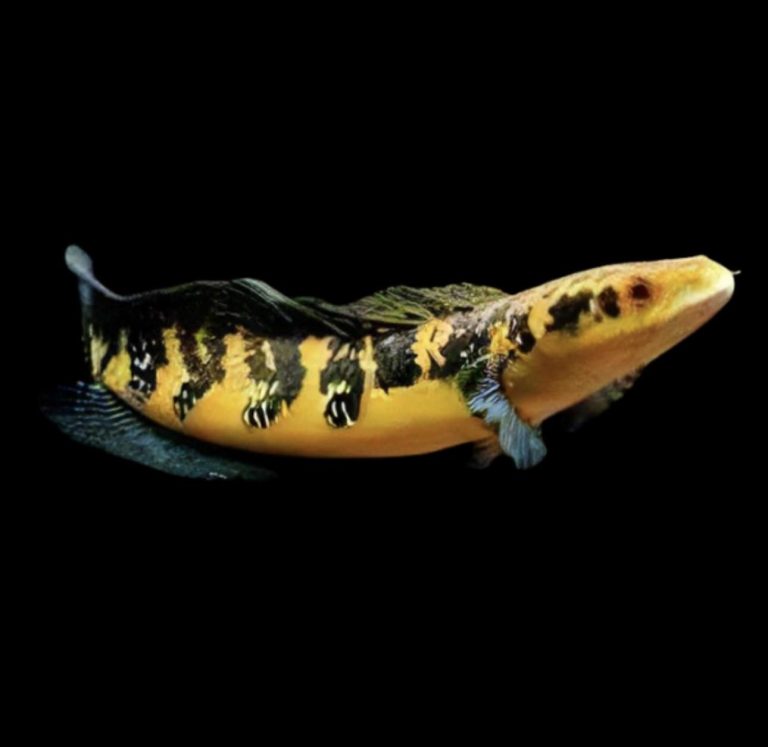 Snakehead - dcfreshwaterfish.co.uk