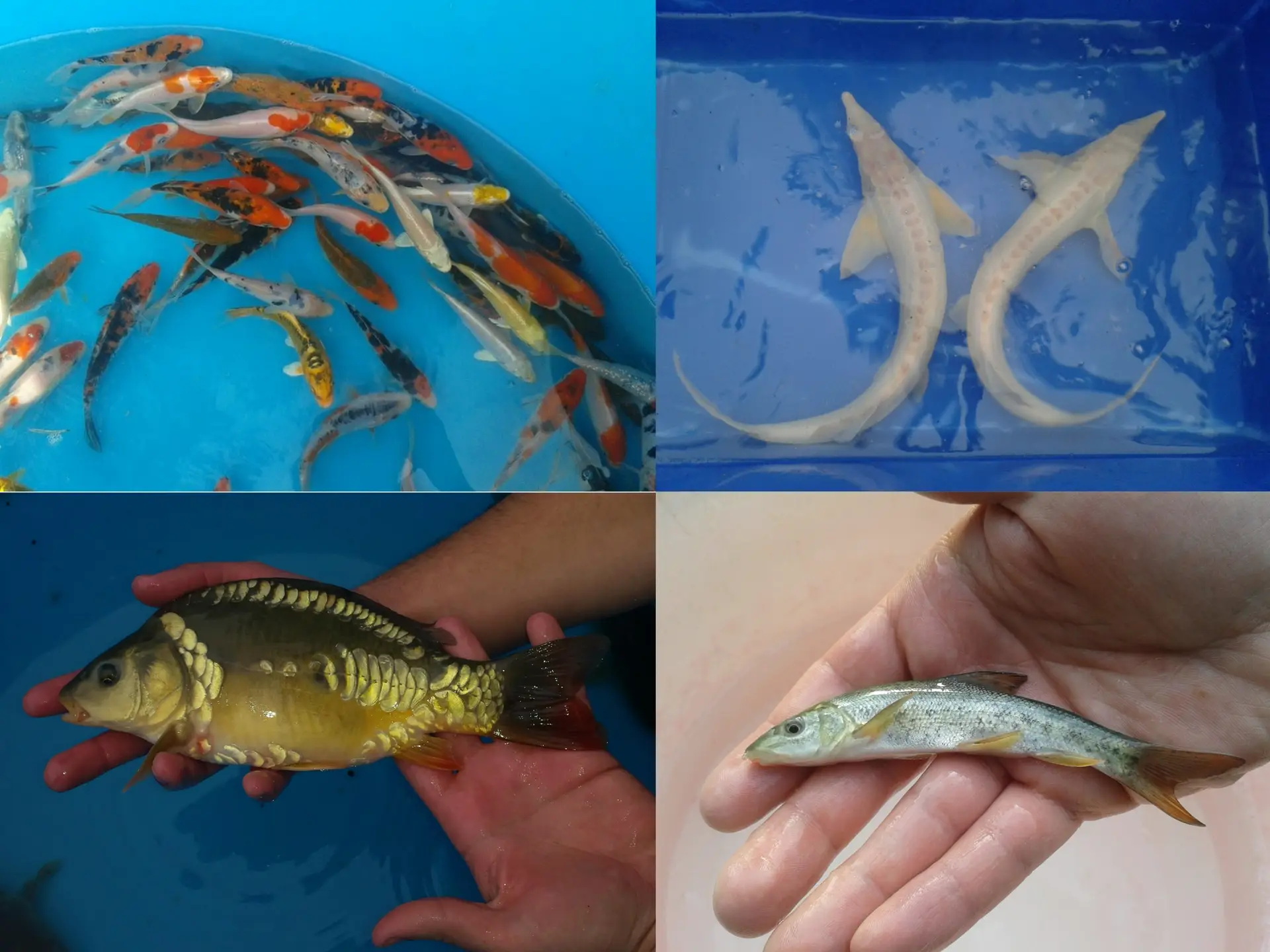 Cold Water Fish - dcfreshwaterfish.co.uk