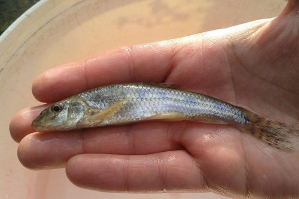 Top 10 UK Native Fish for Ponds – Pond Conservation Guide