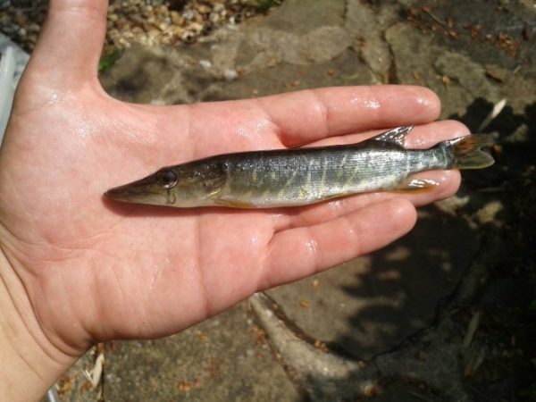 Top 10 UK Native Fish for Ponds – Pond Conservation Guide